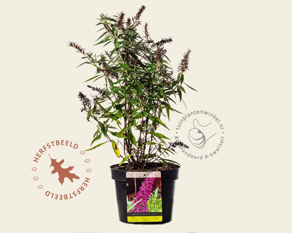 Buddleja davidii 'Butterfly Tower'