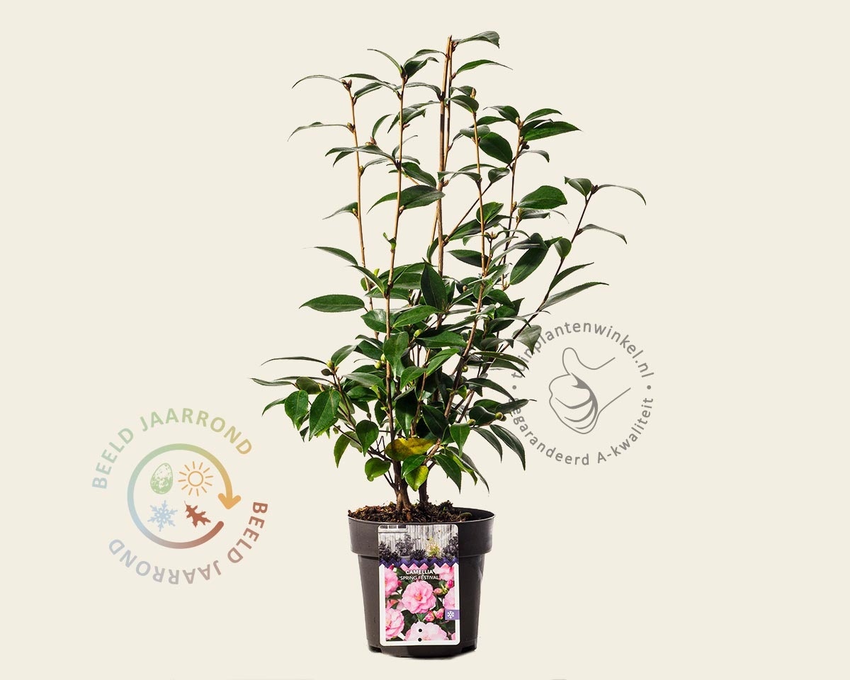Camellia japonica 'Spring Festival'