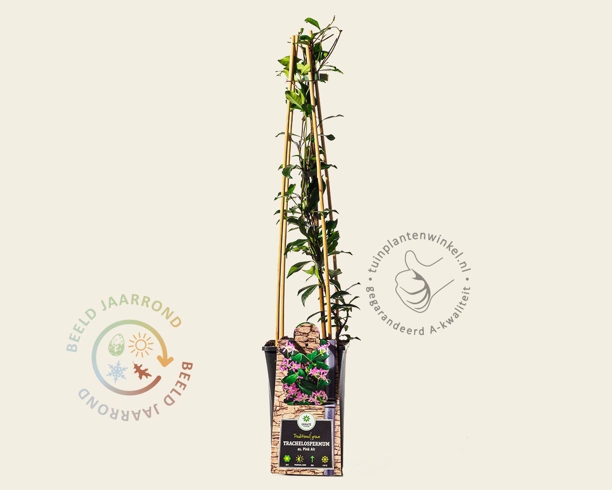 Trachelospermum jasminoides 'Pink Air'