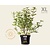 Vitex agnus-castus - XL