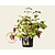 Leycesteria formosa 'Purple Rain'