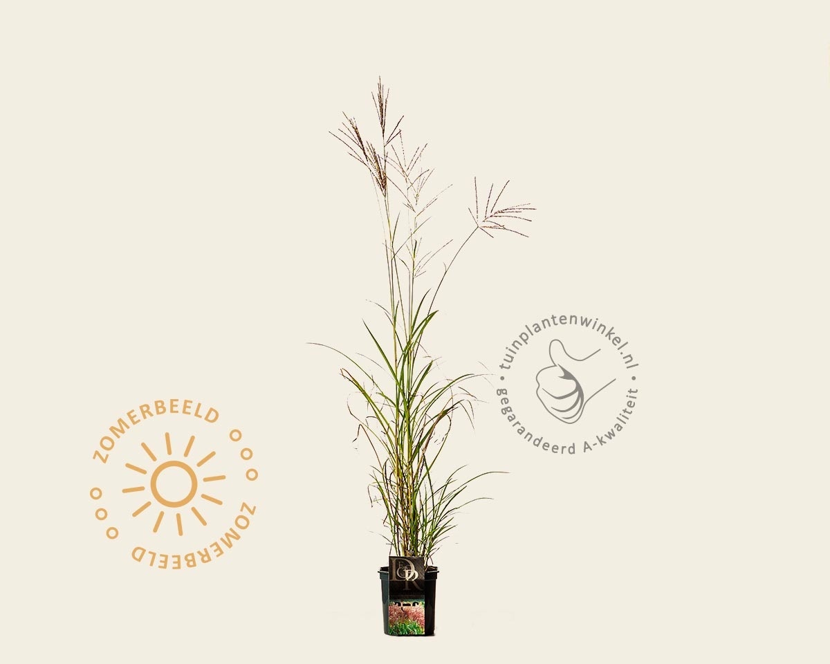 Miscanthus sinensis 'Red Chief'