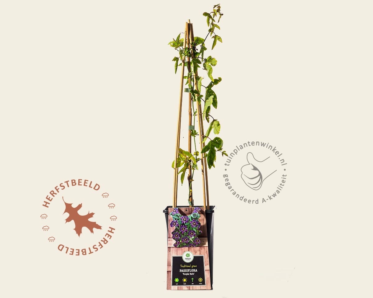 Passiflora 'Purple Rain'