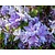 Rhododendron 'Night Sky'