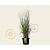 Panicum virgatum 'Heavy Metal' - XL