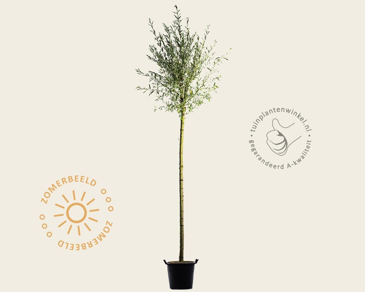 Salix alba 'Sericea'