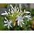Agapanthus africanus 'Albidus' - in pot