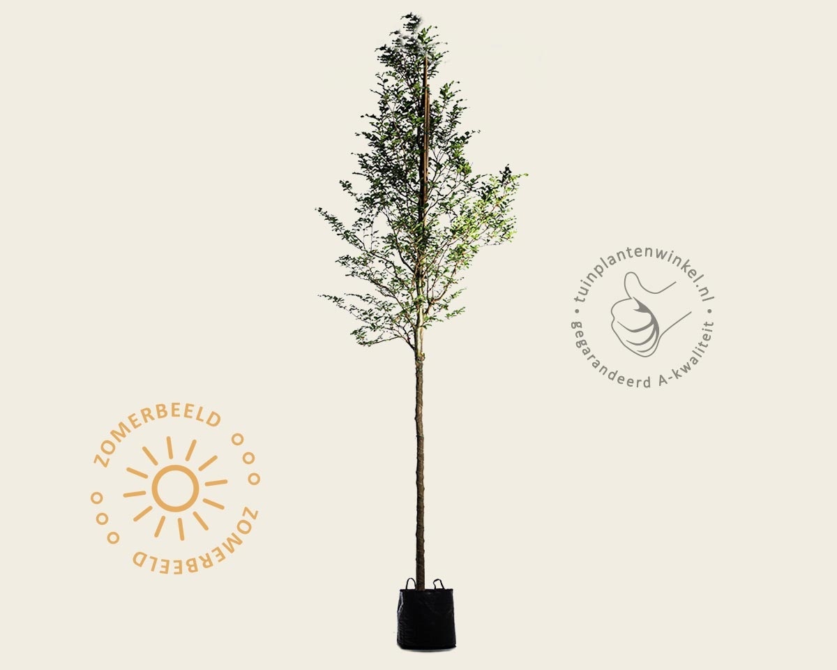 Fagus sylvatica - hoogstam