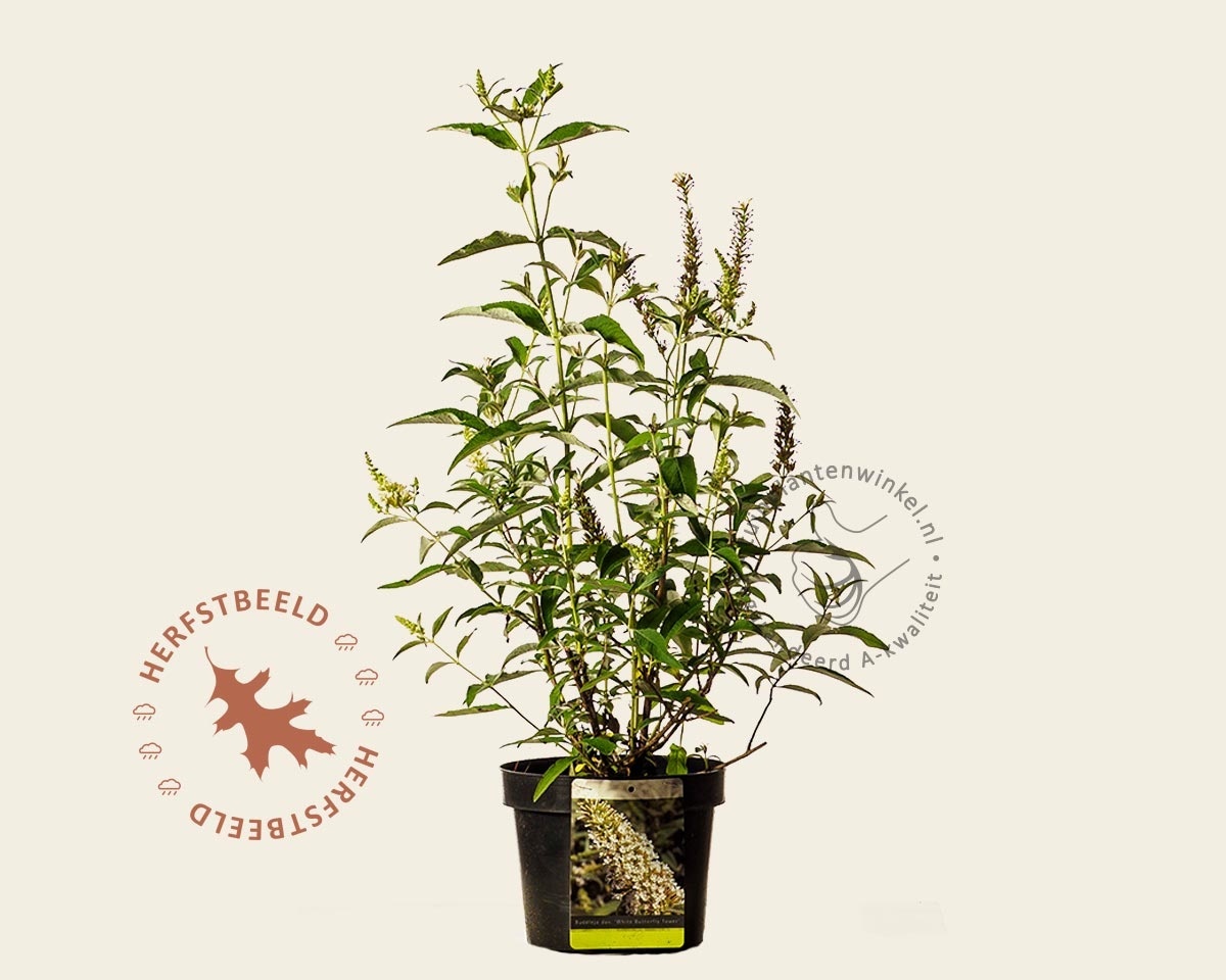 Buddleja davidii 'Butterfly Tower White'