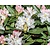 Rhododendron yakushimanum 'Doc'