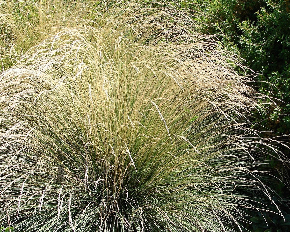 Festuca mairei