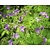 Geranium sylvaticum 'Mayflower'
