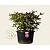 Rhododendron yakushimanum 'Hydon Hunter'