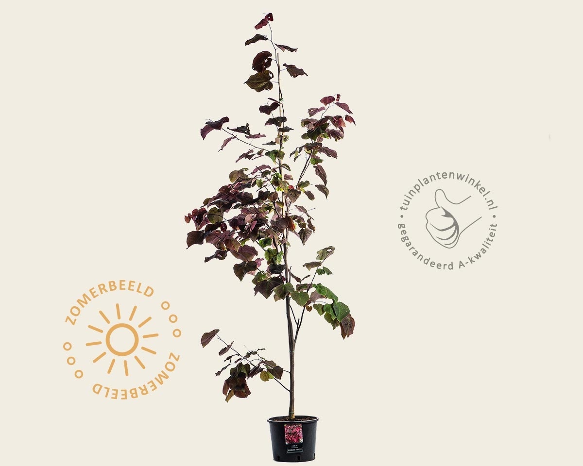 Cercis canadensis 'Forest Pansy' - beveerd