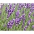 Lavandula angustifolia 'Dwarf Blue'
