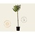 Hydrangea paniculata 'Little Lime' - op stam
