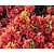 Rhododendron Azalea 'Orange Beauty'
