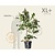 Heptacodium miconioides - XL+