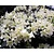 Rhododendron Azalea 'Palestrina'