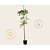 Juglans regia 'Buccaneer' - hoogstam