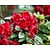 Rhododendron 'Vulcan'