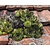 Sempervivum tectorum 'Pyrenaicum'