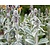 Stachys byzantina
