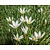 Zephyranthes candida