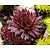 Sempervivum 'Dark Beauty'