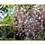 Wisteria floribunda 'Honbeni' - XL