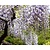 Wisteria floribunda 'Multijuga' - XL