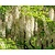 Wisteria floribunda 'Shiro-noda' - XL
