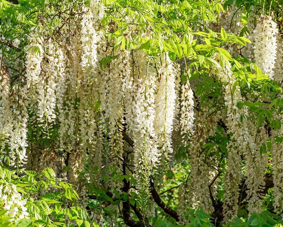 Wisteria floribunda 'Shiro-noda' - XL