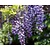 Wisteria floribunda 'Violacea plena' - XL