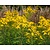 Solidago 'Goldkind'