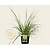 Cortaderia selloana 'Pumila'