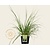 Cortaderia selloana 'Pumila'
