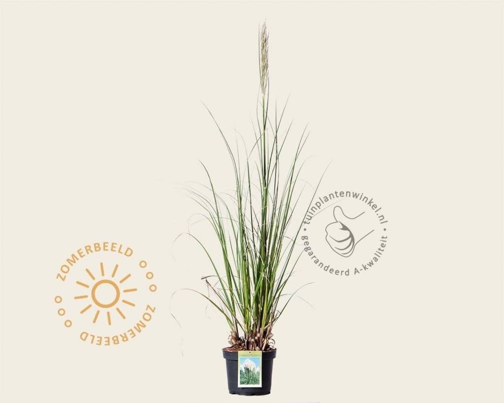 Cortaderia selloana