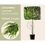 Lei-conifeer 'Leylandii'  - pakket 2 stuks + EXTRAS!