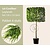 Lei-conifeer 'Leylandii' - pakket 4 stuks + EXTRAS!