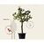 Alleen in winkel Pyrus communis 'Conference' - oude halfstam