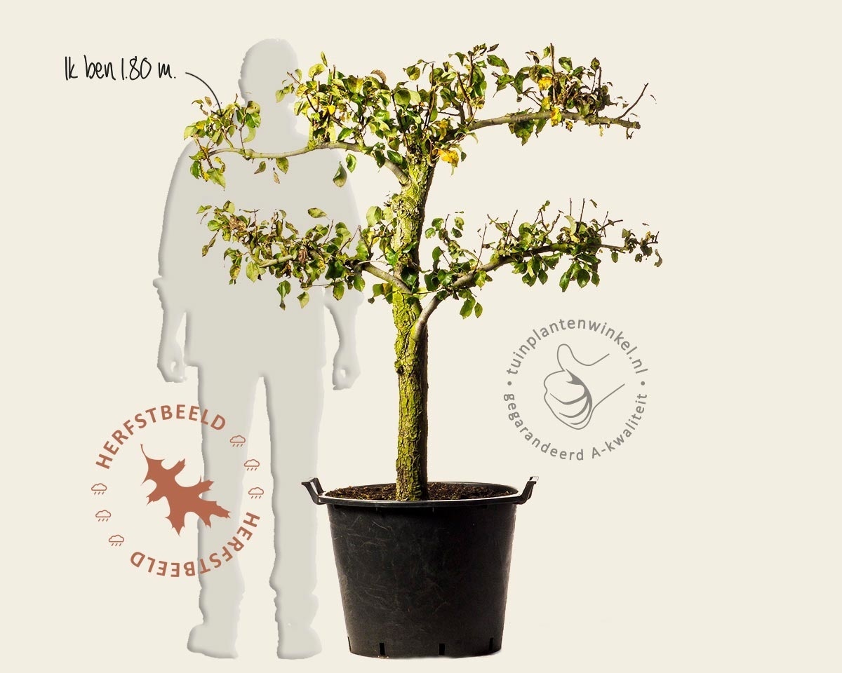 Pyrus communis 'Conference' - oude lei-vorm 2 etages