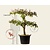 Alleen in winkel Pyrus communis 'Conference' - extra oude lei-vorm 2 etages