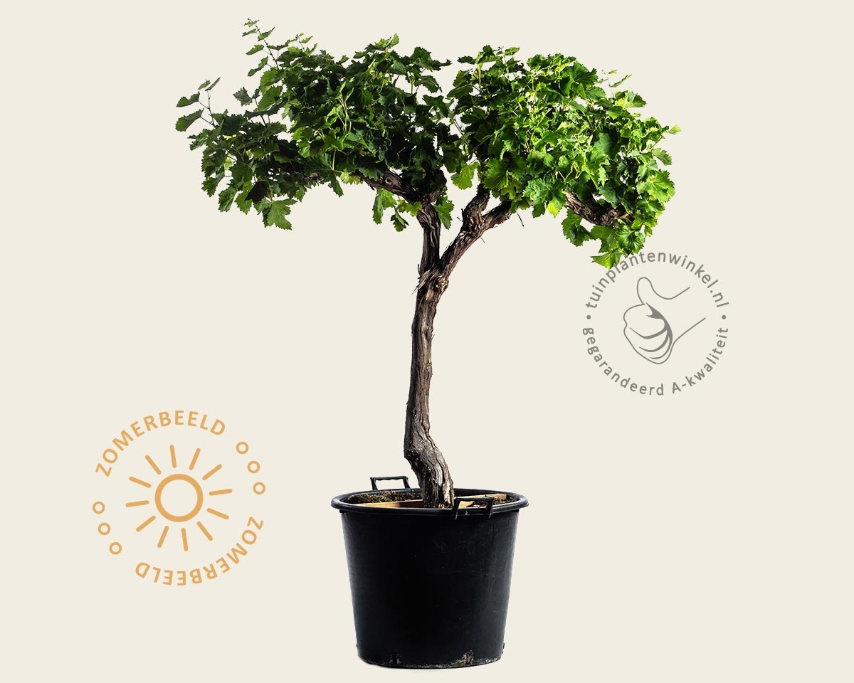 Vitis vinifera - oude halfstam 2-arm