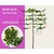 Lei-Parrotia - Small - individueel geen extra's