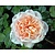 Rosa 'Garden of Roses' - op stam