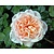 Rosa 'Garden of Roses' - op stam