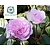Rosa 'Olivia Rose Austin' - op stam