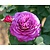 Rosa 'Heidi Klum Rose'