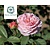 Rosa 'James Galway'